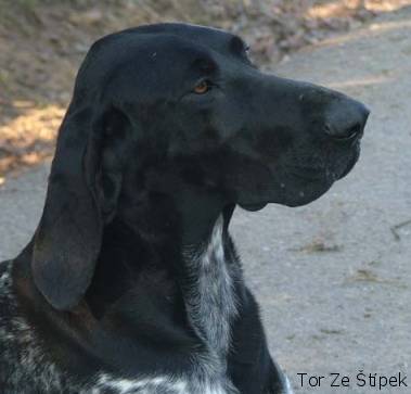 Wyżeł niemiecki krótkowłosy