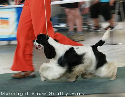Amerykański Cocker Spaniel