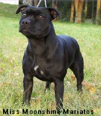 Staffordshire Bull Terrier