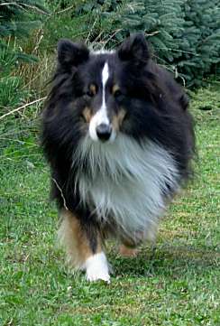 Sheltie