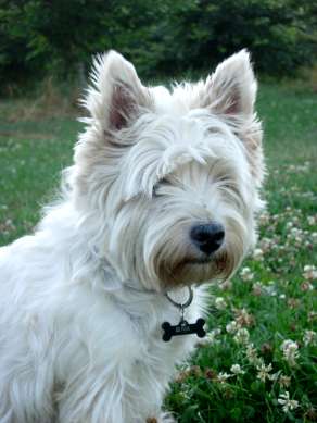 West Highland White Terrier