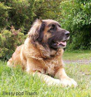 Leonberger
