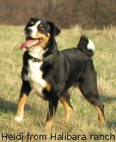 Pies pasterski Appenzell