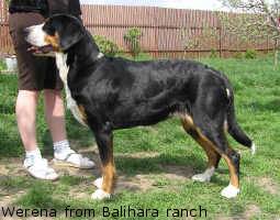 Wielki szwajcarski pies pasterski