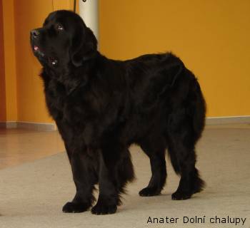 Pies z Nowej Fundlandii