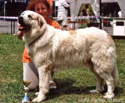 Iberyjski pies pasterski