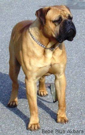 Bullmastiff