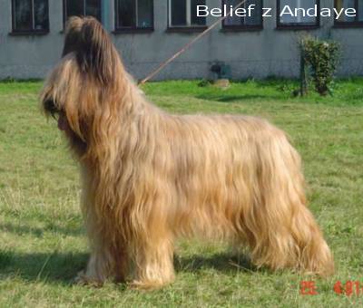 Briard
