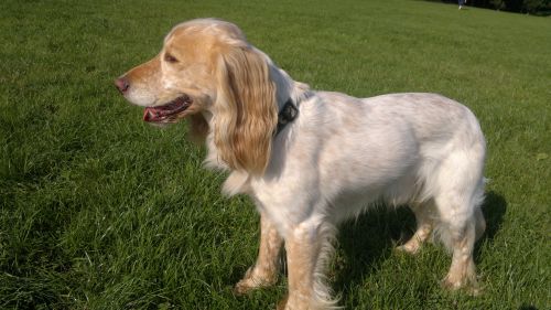 Walijski Springer Spaniel