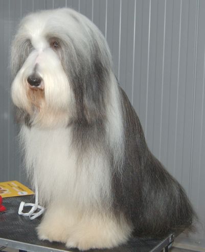 Pielęgnacja sierści