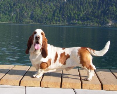 Bassethound