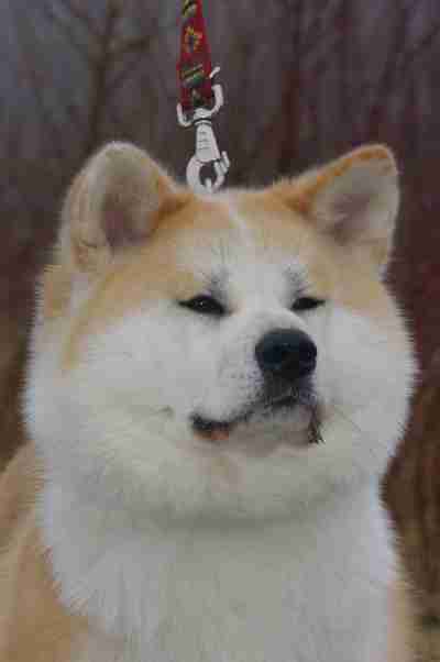 Akita inu