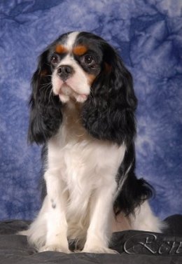 Cavalier King Charles Spaniel