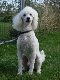 Odżywianie szczeniąt małych ras