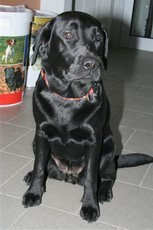 Pseudogravidity - fałszywa ciąża