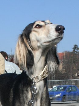 Saluki