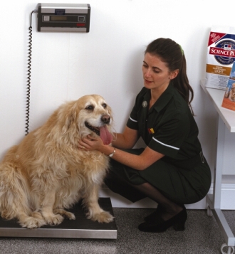 Kto jest odpowiedzialny za epidemię otyłości u zwierząt domowych?