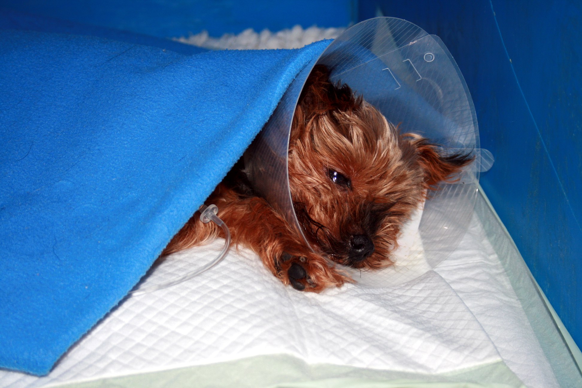 Opieka przedoperacyjna i pooperacyjna