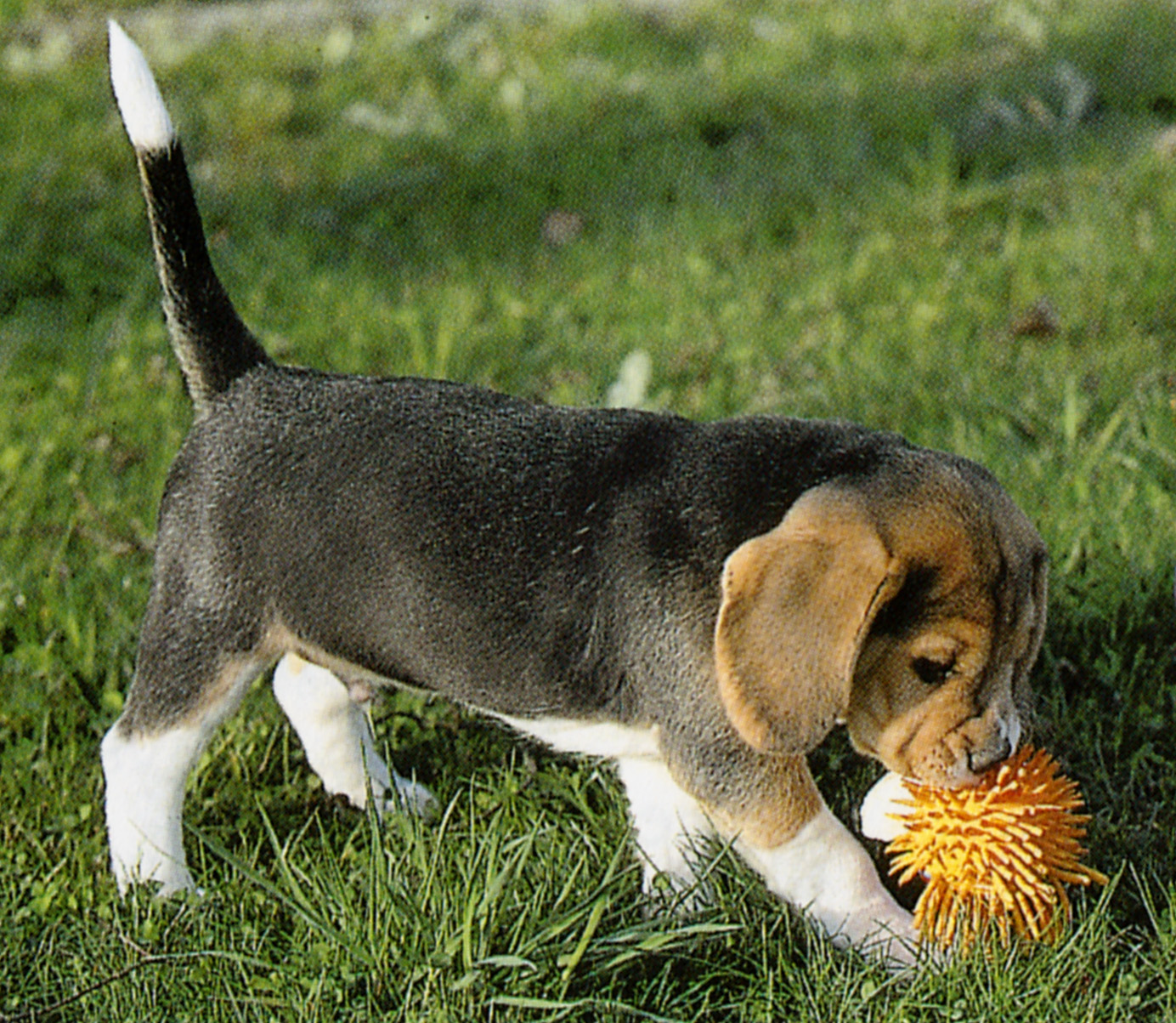 Co przygotować, zanim pies dotrze do domu