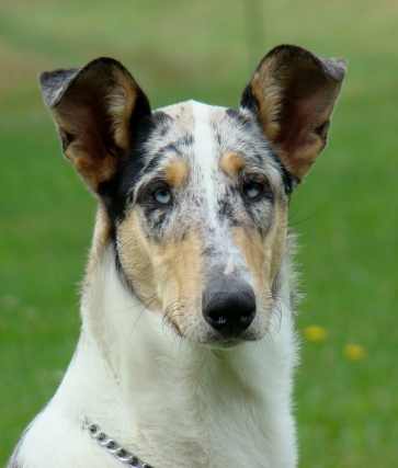 Krótkowłosy Collie