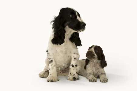 Większe znaczenie należy zwrócić na zapobieganie zdrowiu psów i kotów