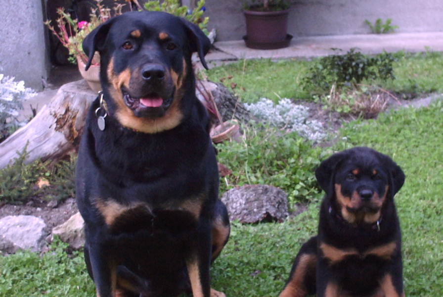 Rottweiler