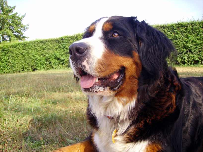 Berneński pies pasterski
