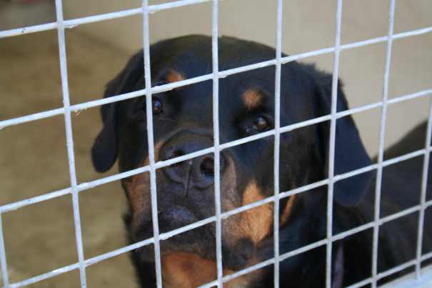 Rzeźnie psów w Cheb stają się międzynarodową hańbą