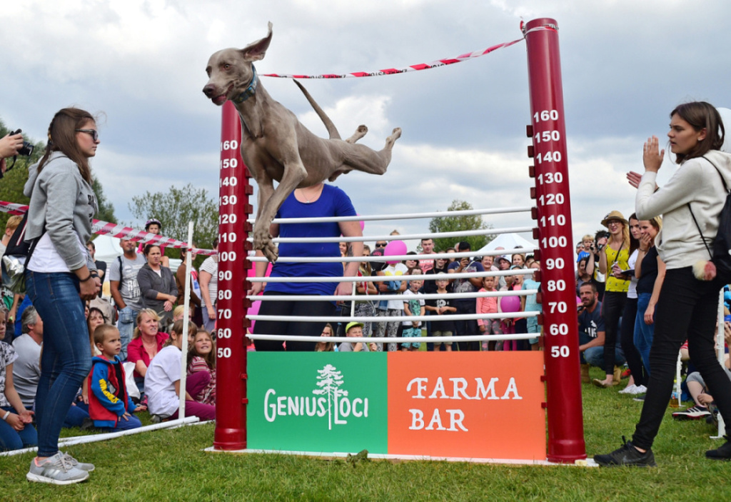 Zaproszenie na Dzień Psa z Pragą 13, która odbędzie się 8 września