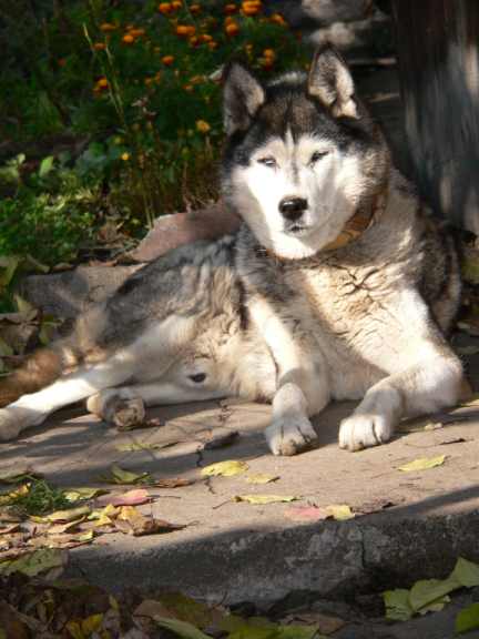 Siberian Husky