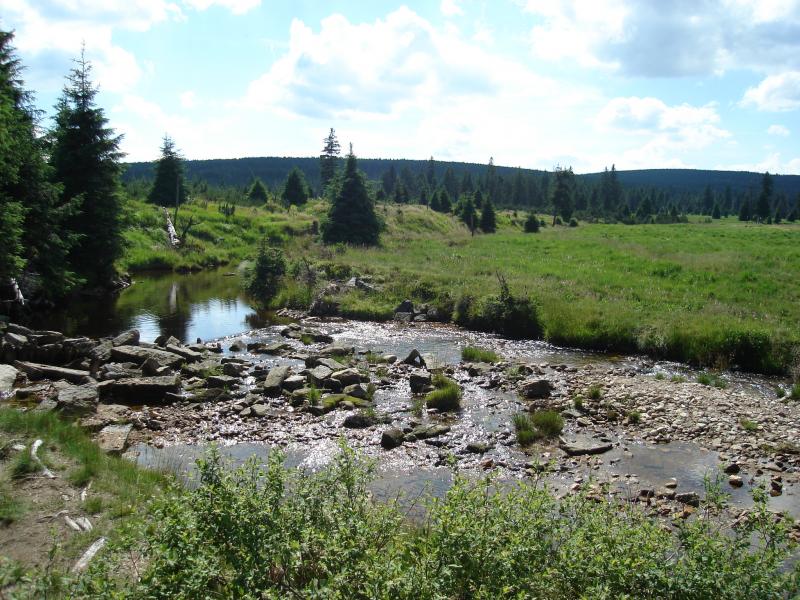 Druga runda konkursu na najpiękniejszy spacer z psem ma zwycięzcę