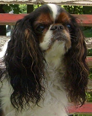 King Charles Spaniel