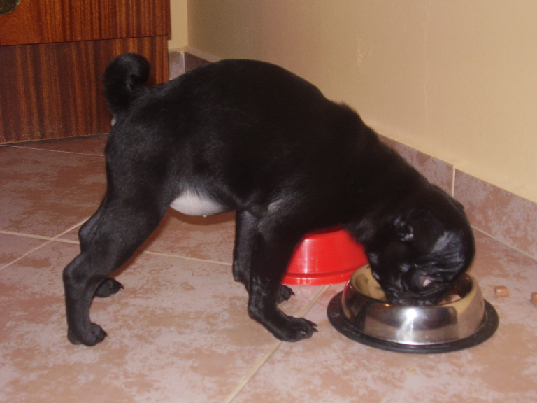 Jak spowiadać się w granulkach?