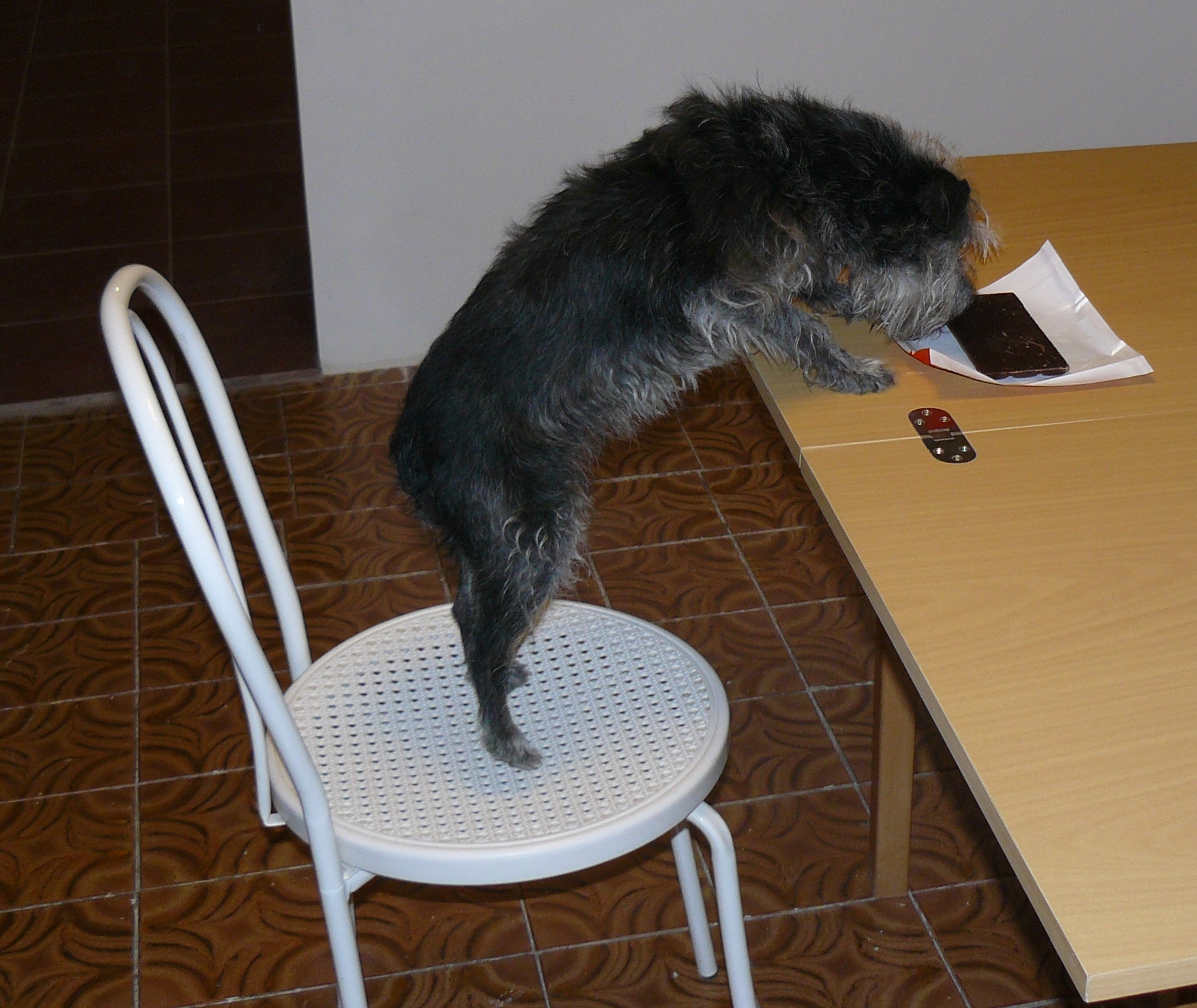 Zatrucie psów i kotów II