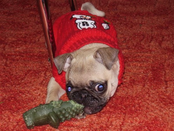 Opieka stomatologiczna i stomatologia zachowawcza u psów i kotów