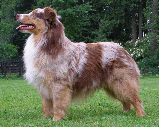 Owczarek Australijski