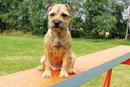 Jak Blacky cieszył się surowymi świętami Bożego Narodzenia