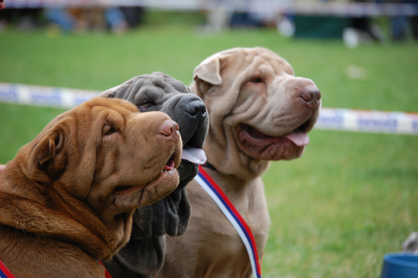 Sharpei