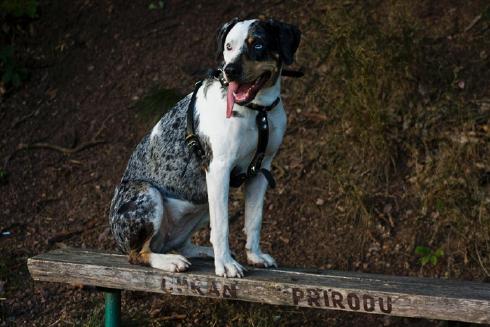 Pies lamparta w Luizjanie