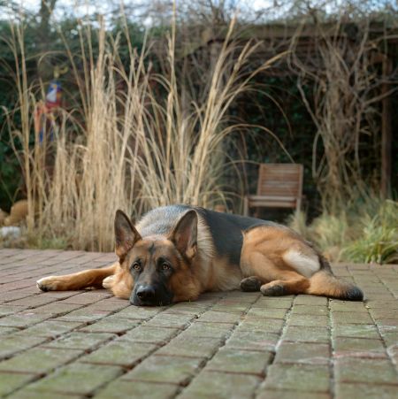 Kleszcze nie są przechowywane na sen zimowy