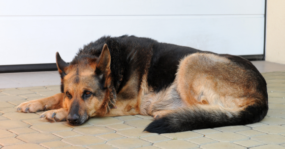 Opieka nad starszymi psami