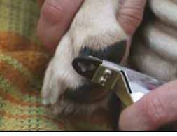 Leczenie łap i pazurów