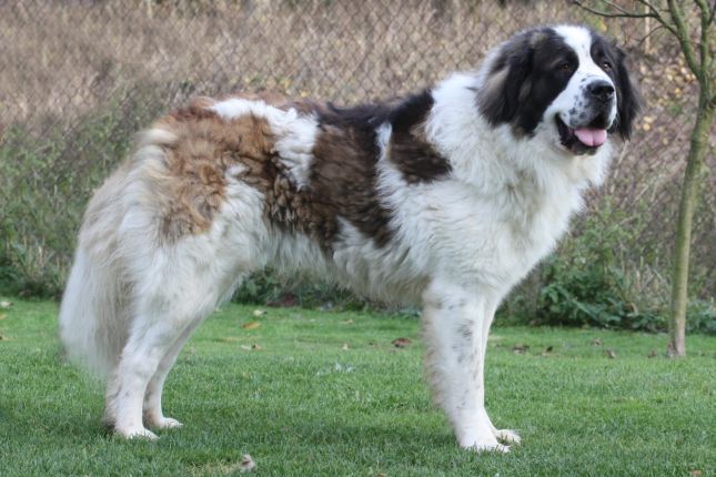 Moskiewski pies stróżujący