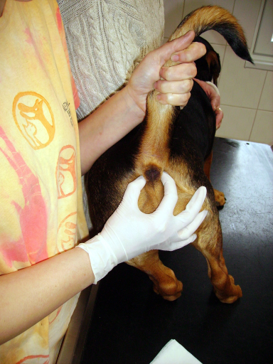 Leczenie gruczołów odbytu