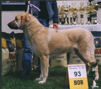 Anatolian Shepherd Dog