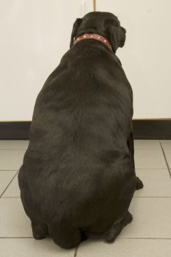 Czy masz grubego psa?