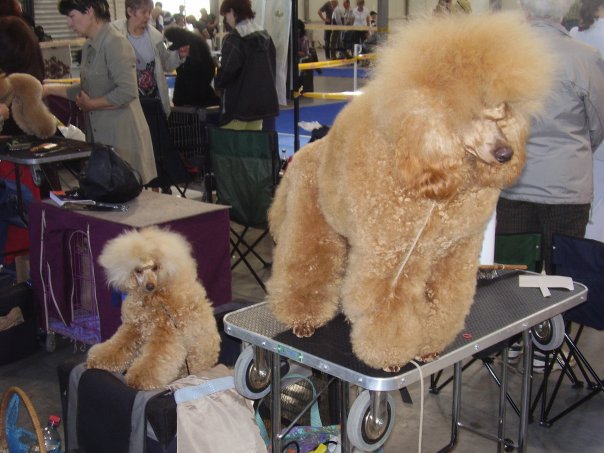 Psy z całego świata odwiedzają stolicę