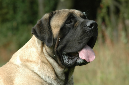 Mastif Angielski
