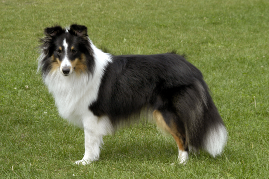 Sheltie