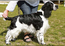 Angielski Springer Spaniel